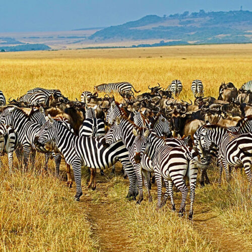 kenya safari