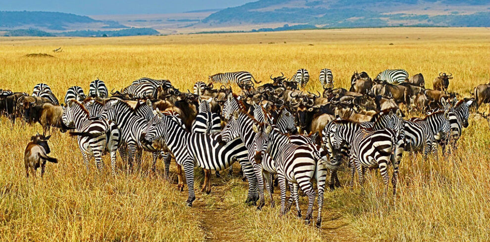 kenya safari