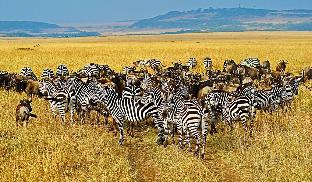 kenya safari