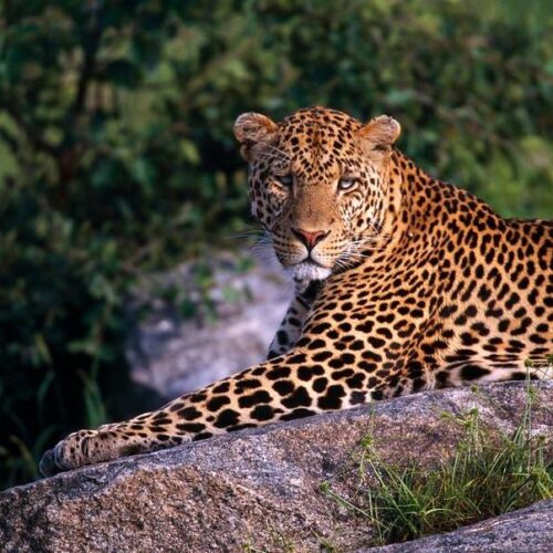 Tanzania Mid-range Safari