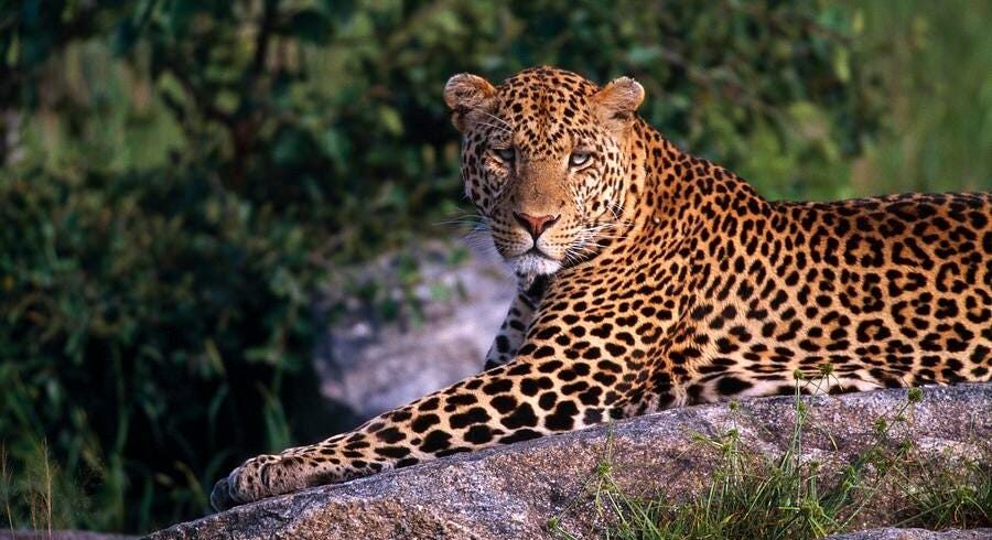 Tanzania Mid-range Safari