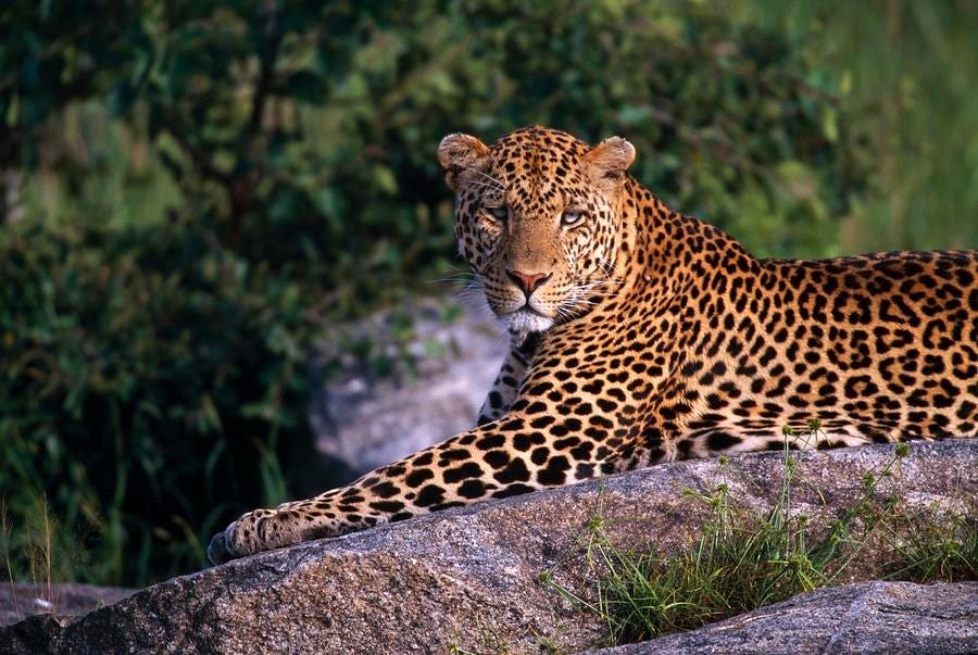 Tanzania Mid-range Safari