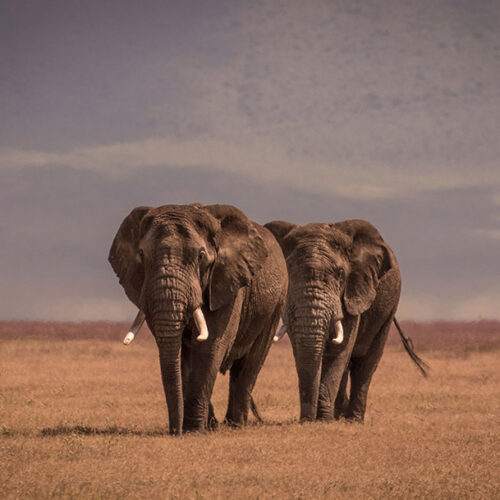 Serengeti National Park