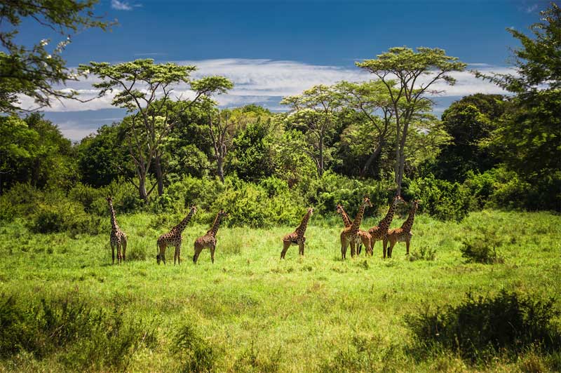 Lake Manyara National Park