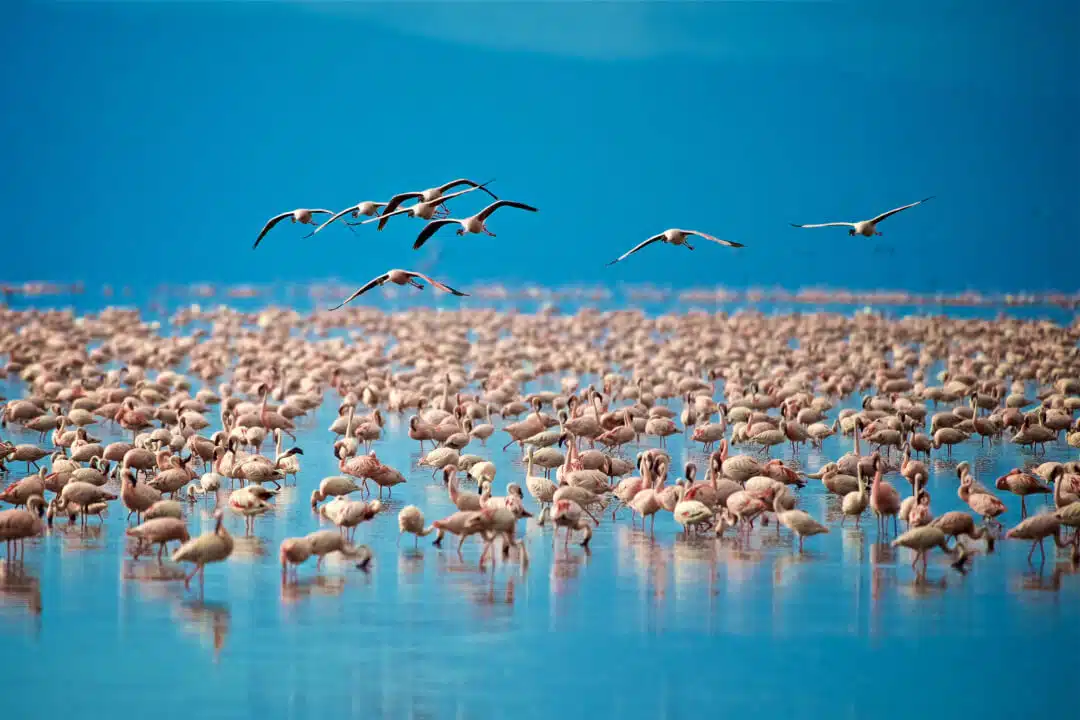 Gluten Free Tanzania Safari Meals