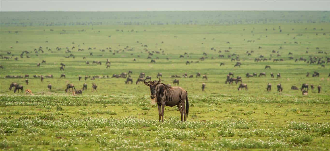 B2B Tanzania Safari Patnership