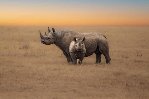 Tanzania Luxury Honeymoon Safari
