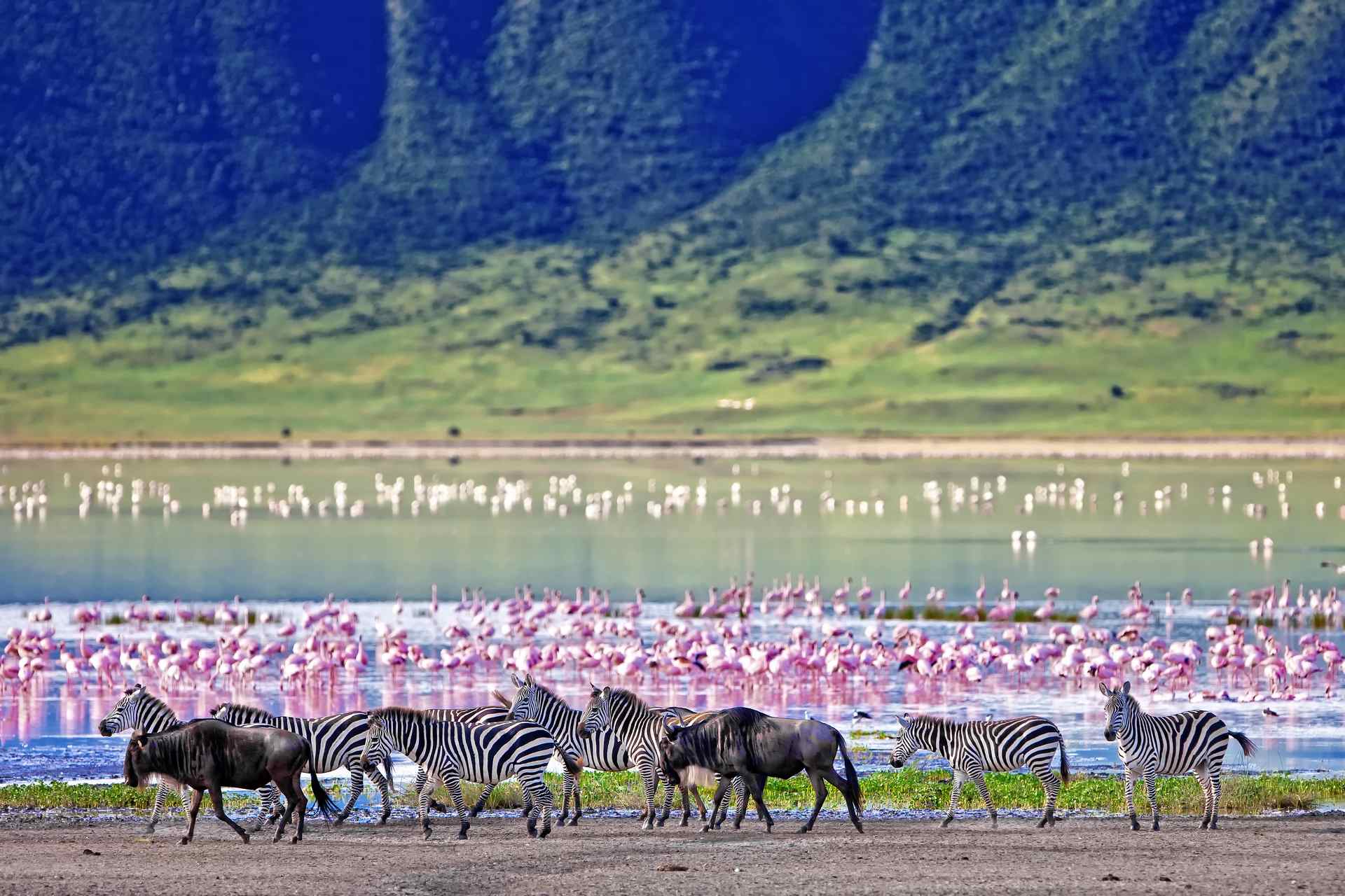 Tanzania Safari