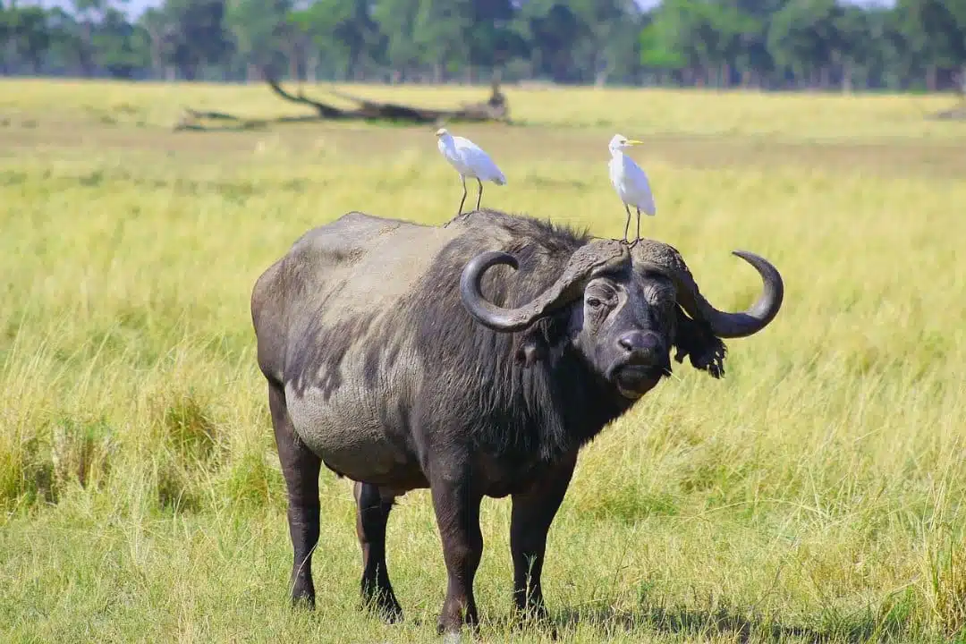 10 Days Tanzania Luxury Honeymoon Safari