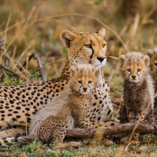 Affordable Safari In Tanzania