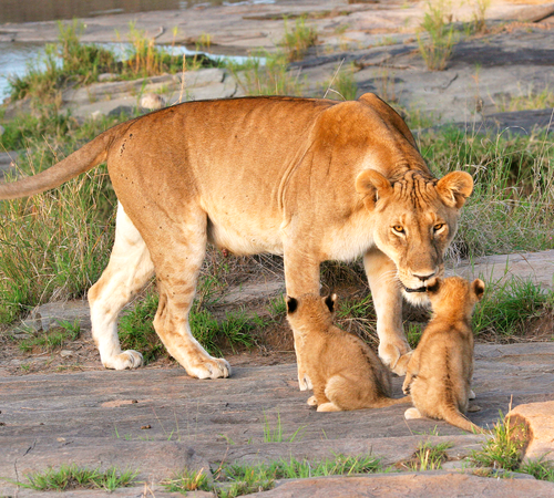 Vacation To Tanzania