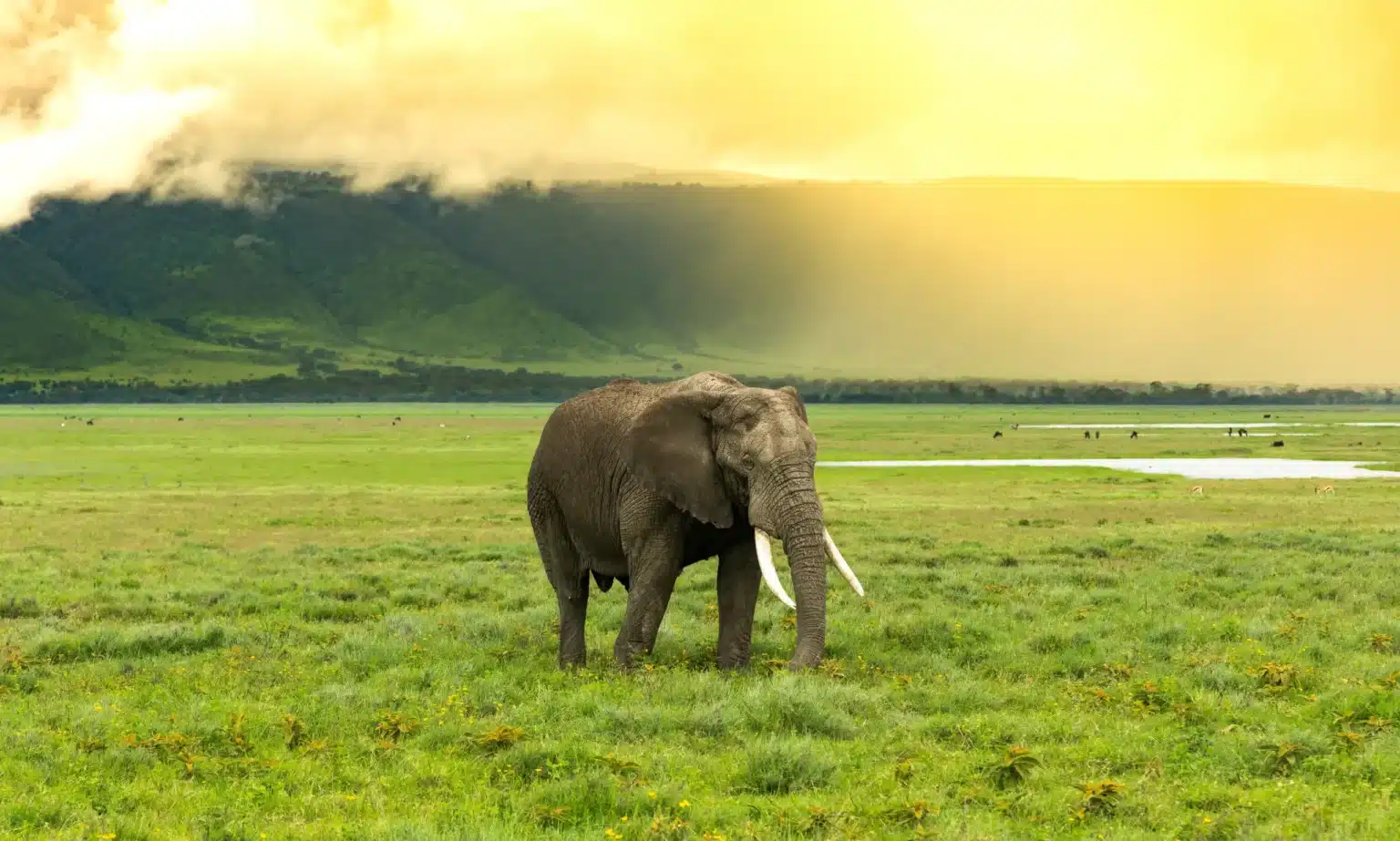 Tanzania Affordable Safari