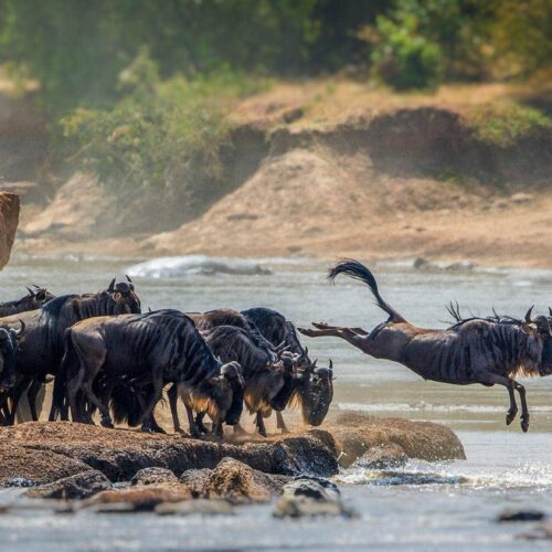 Group Joining Vs Private Safaris In Tanzania