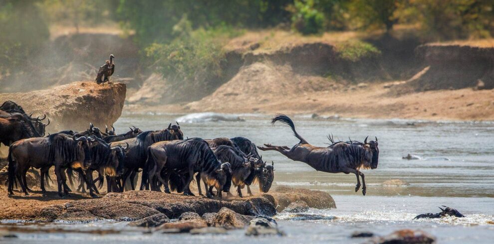 Group Joining Vs Private Safaris In Tanzania