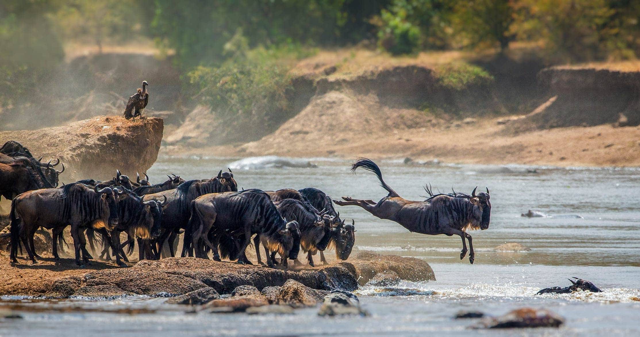 Group Joining Vs Private Safaris In Tanzania