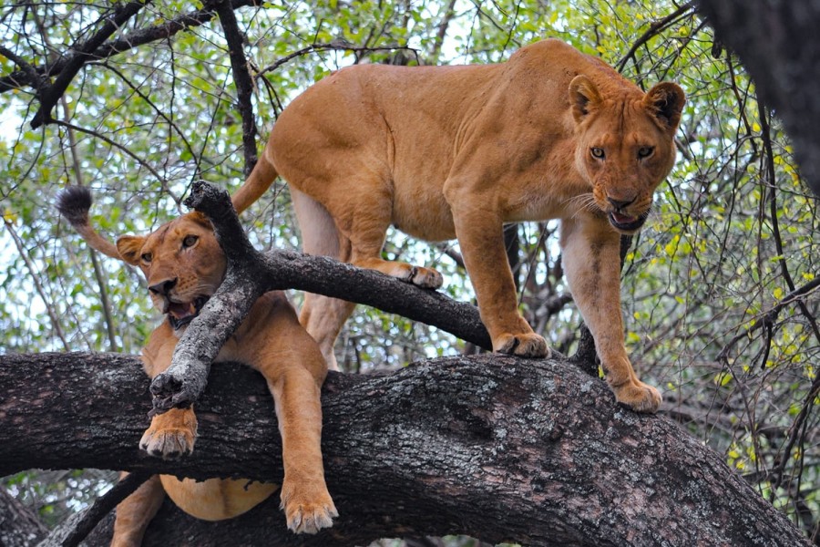 Serengeti National Park