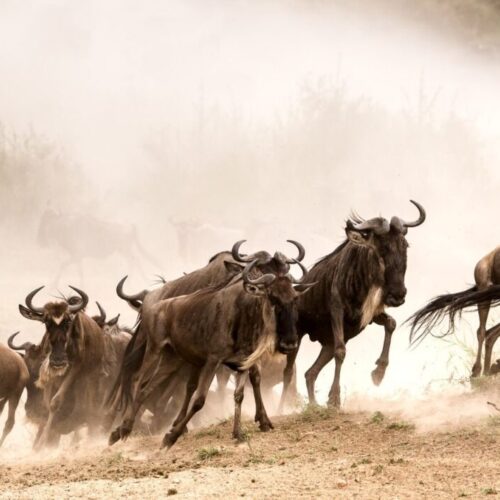 wildebeest migration