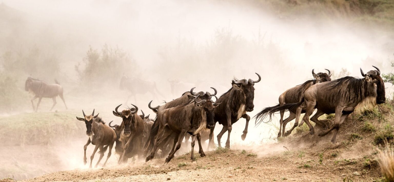 wildebeest migration