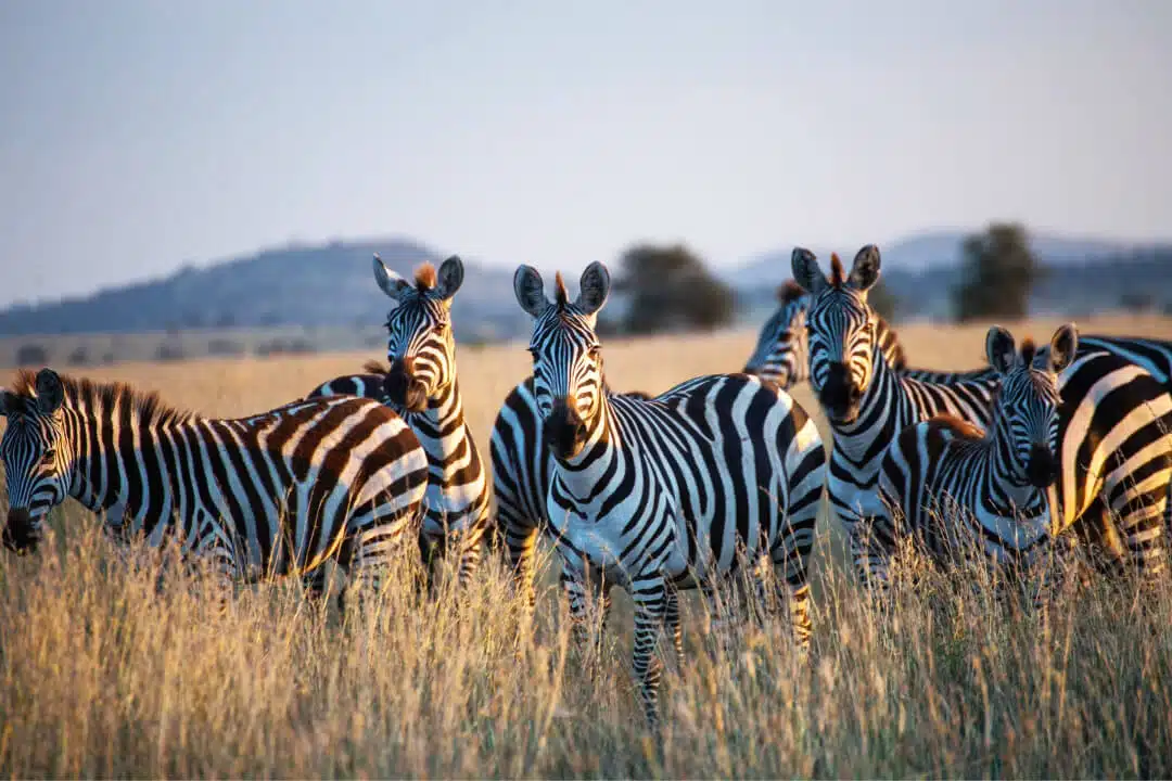 Tanzania Luxury Honeymoon Safari