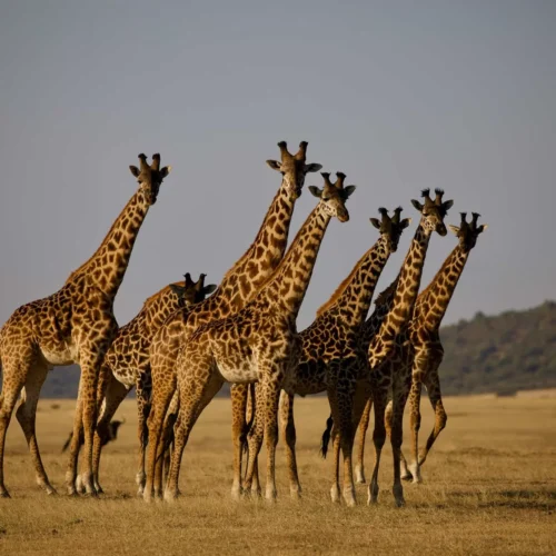 3 Days Tanzania Group Joining Safari