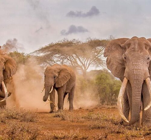 Tanzania Safari with Hindi-Speaking Guide