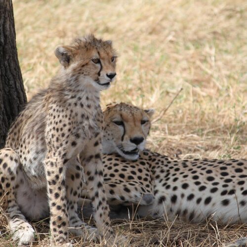 4 Days Tanzania Private Luxury Safari