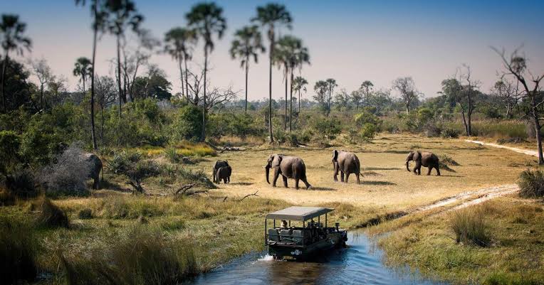 botswana safari