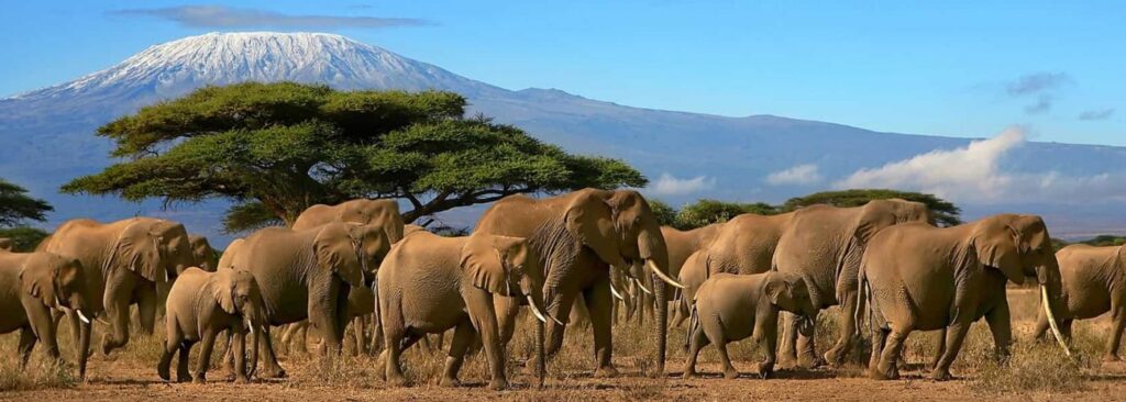 Kilimanjaro trekking with Japanese-speaking guide