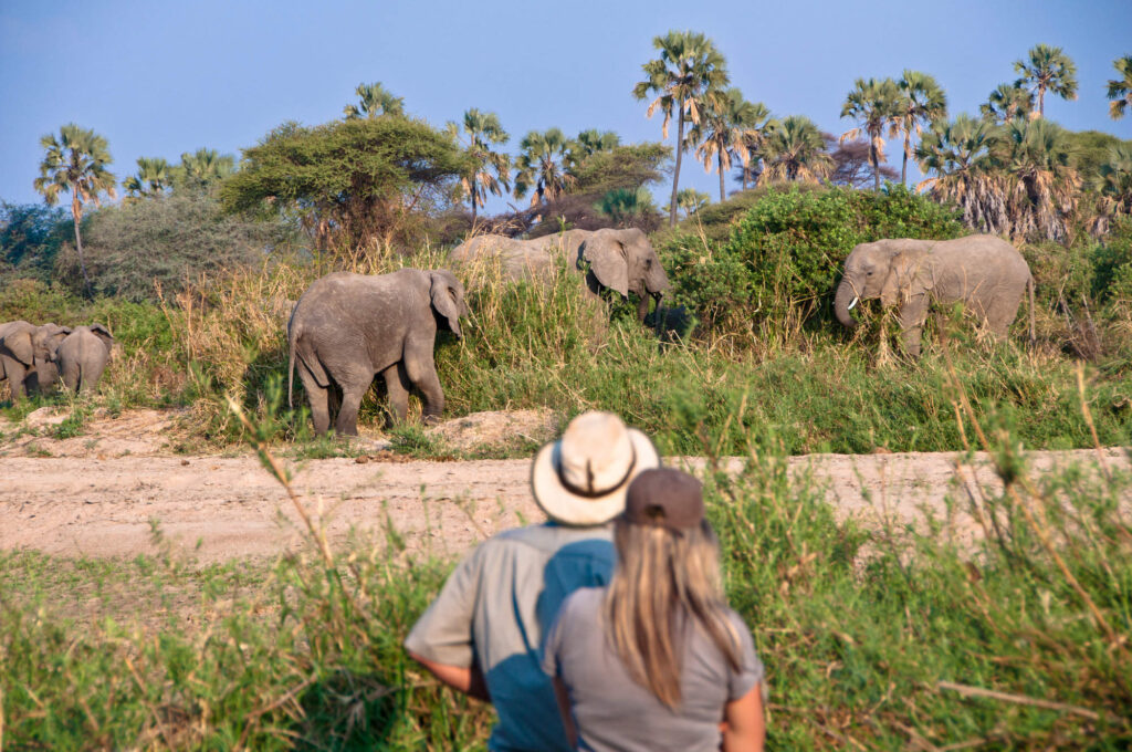 Bengali travelers exploring Tanzania wildlife