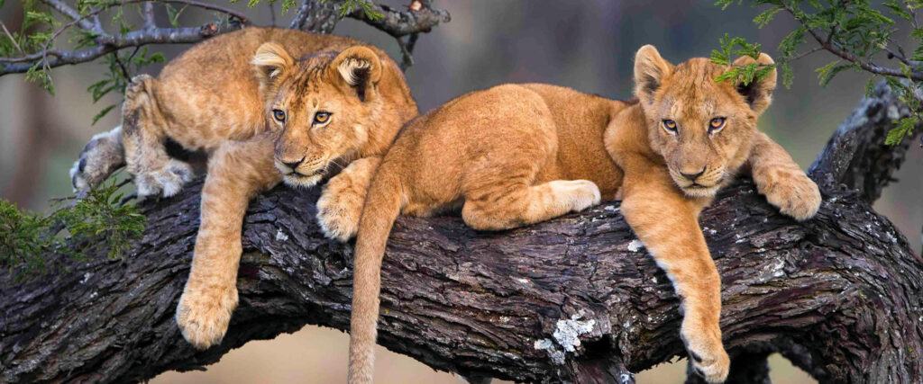 Wildlife photography safari Tanzania
