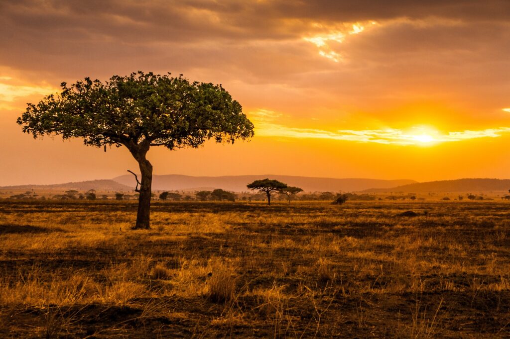 How To Prepare Your First Safari In Tanzania