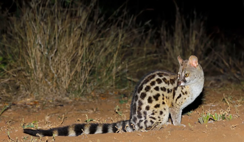 Night game drive in Mikumi National Park