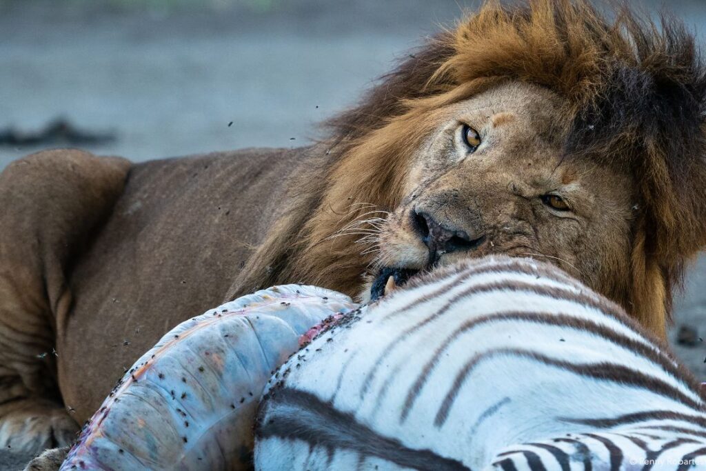 Tanzania-Photography-Tour
