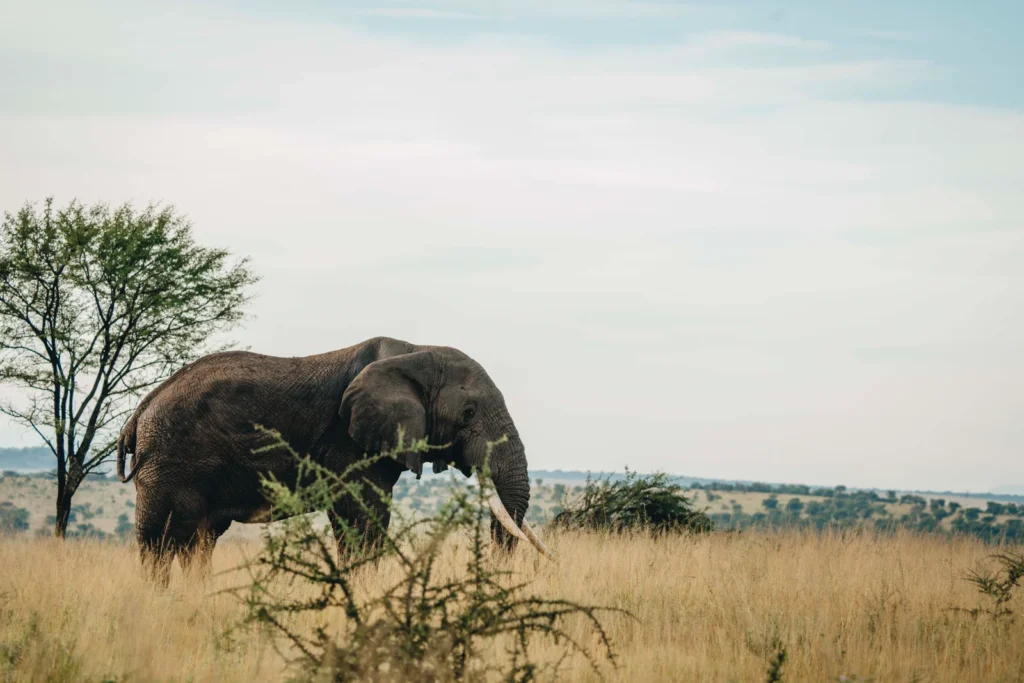 Tanzania Tailor Made Safari Tours