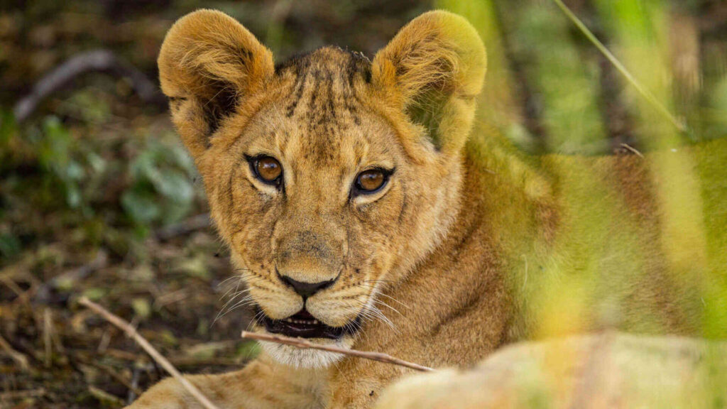 Young-lion-in-Ruaha