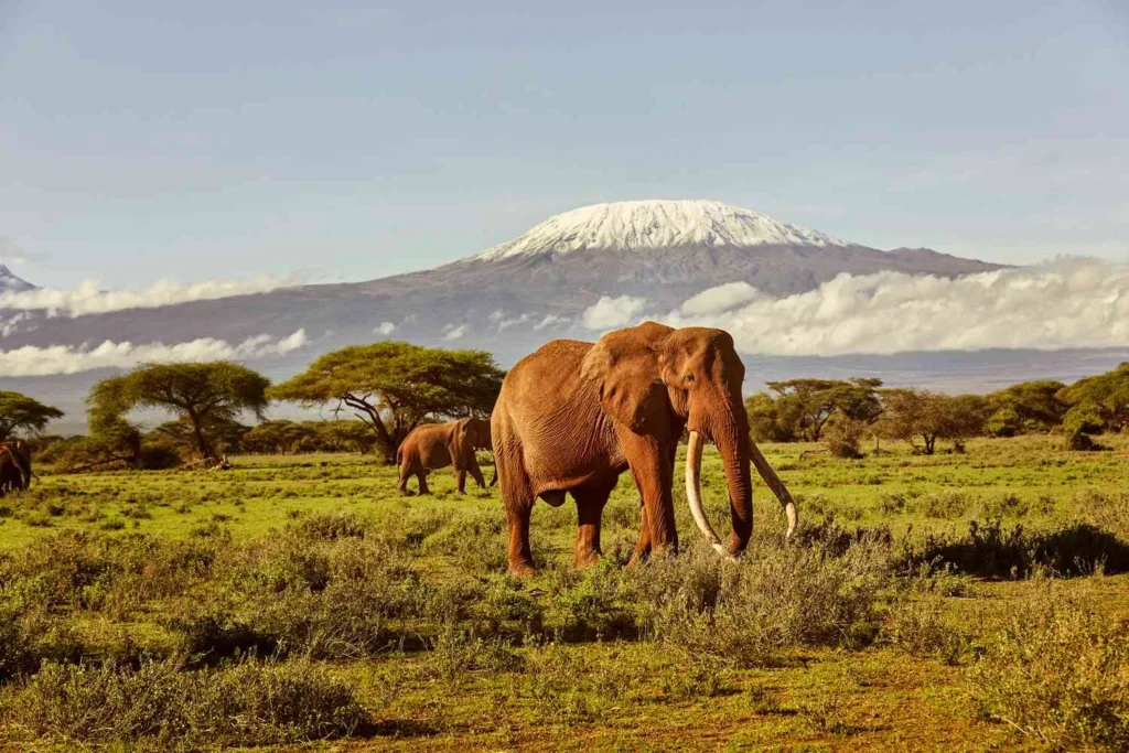 Punjabi travelers exploring Tanzania wildlife