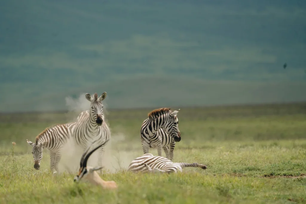 Explore Tanzania Photographic Safaris with Testimony Africa Safaris. Photograph the Serengeti, Great Migration, big cats, elephants, landscapes and African wildlife.