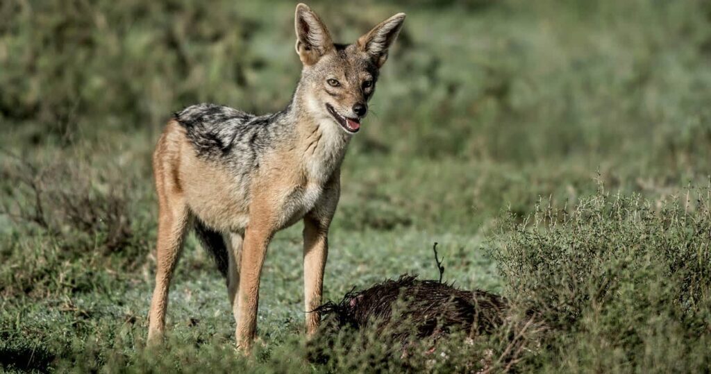 jackal-serengeti-national-park-animals