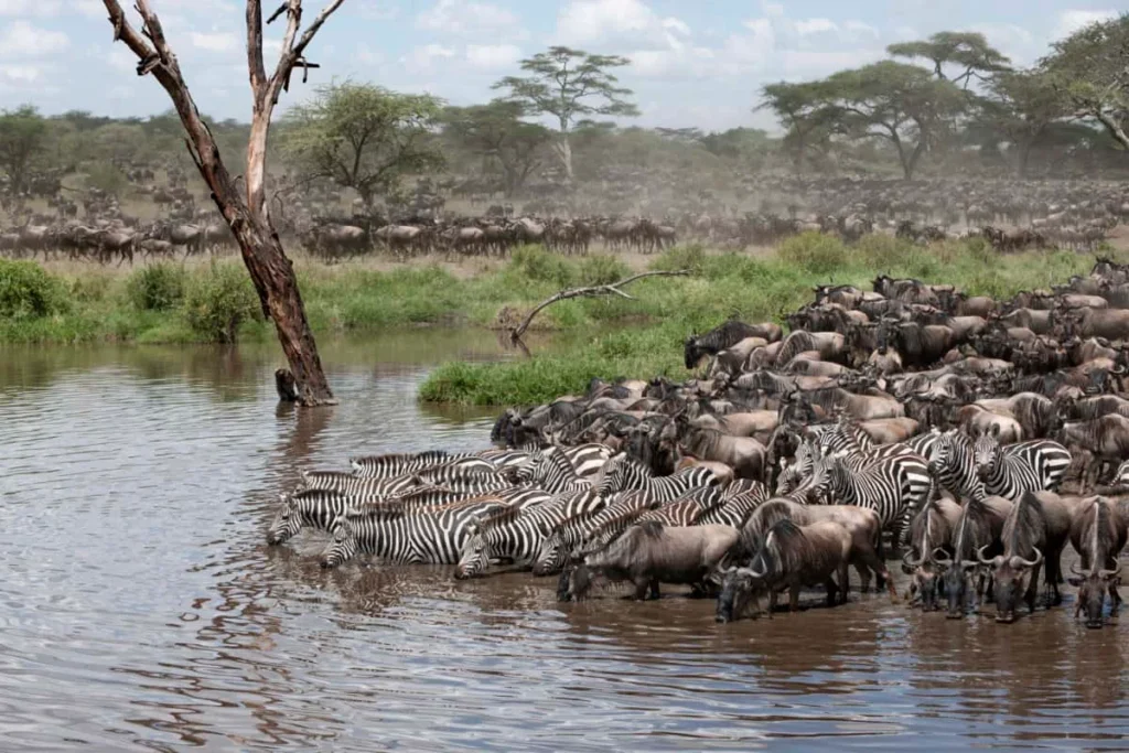 kenya mid-range safari